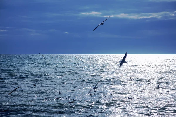 해 가질 때아름다운 바다위로 솟구쳐 오르는 갈매기들 — 스톡 사진
