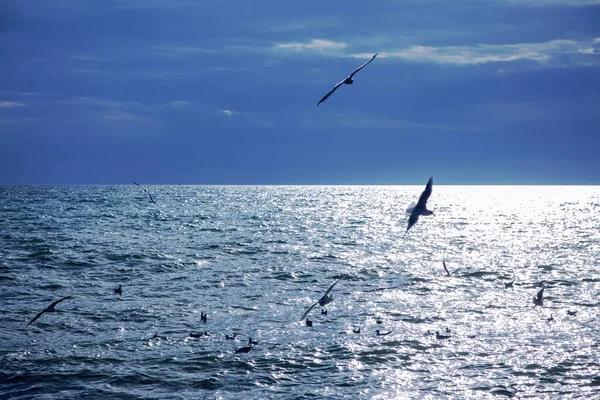 Belo mar ao pôr do sol com gaivotas subindo sobre a água — Fotografia de Stock