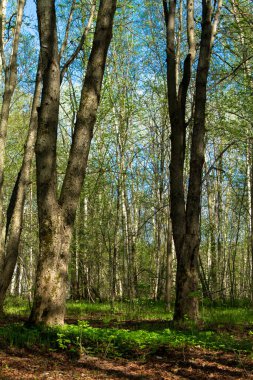 Ormanda bahar zamanı. Güneşli bahar ormanı