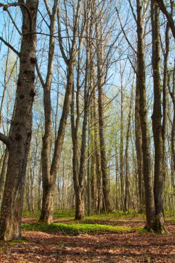 Ormanda bahar zamanı. Güneşli bahar ormanı