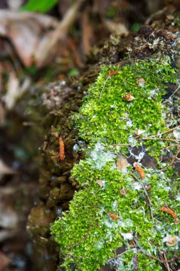 Islak yonca, nemli kayaların üzerindeki kahverengi yaprakların yanında.