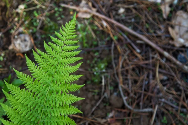 Ein Frisches Grünes Farnblatt Wald Draufsicht Und Kopierraum — Stockfoto