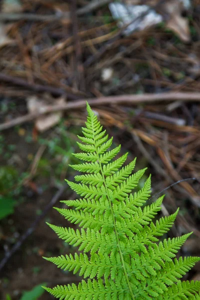 Grüner Farn Wald — Stockfoto