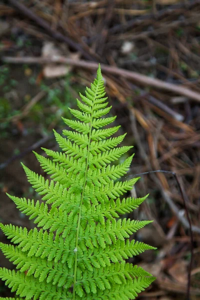 One Fresh Green Fern Leaf Forest Top View — Stock Photo, Image
