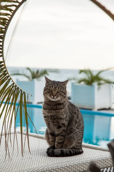 Kočka Sedící Pod Palmami — Stock fotografie