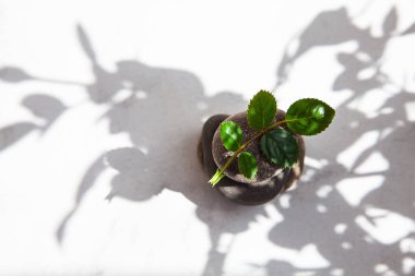 Beyaz arkaplanda izole taşlar