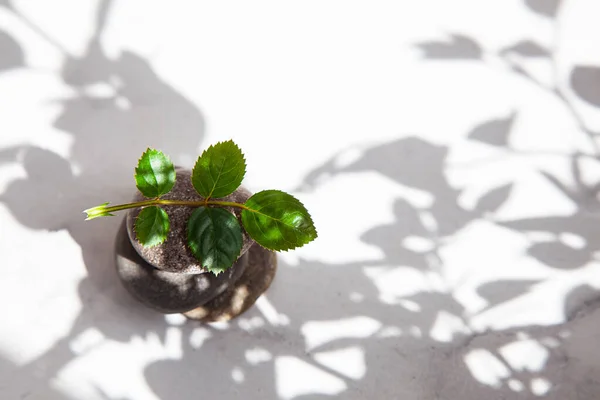 Stenen Geïsoleerd Witte Achtergrond — Stockfoto