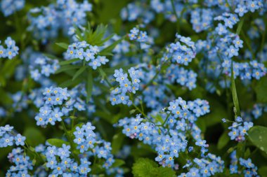 Hassas unutkanlık tarlası. Yaz çiçekli arkaplan ve kopyalama alanı.