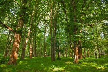 Ağaçların yemyeşil yapraklarıyla güzel yeşil bir orman. Takvim için Doğal Duvar Kağıdı