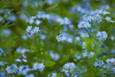 Hassas unutkanlık tarlası. Yaz çiçekli arkaplan ve kopyalama alanı.