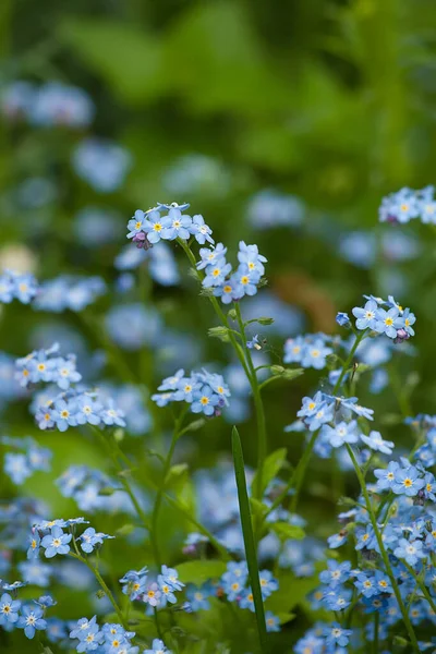 Campo Delicados Esqueçam Verão Floral Fundo Azul Espaço Cópia — Fotografia de Stock