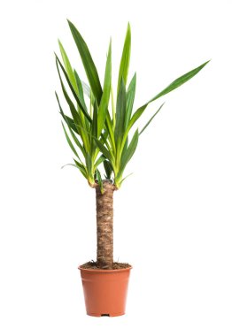Beyaz arka plan üzerinde izole bitki saksı houseplant Yucca A