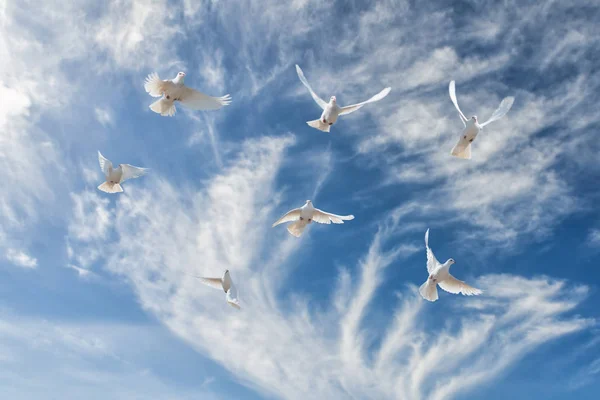 Состав красивых белых голубей в голубом небе. Концепция — стоковое фото