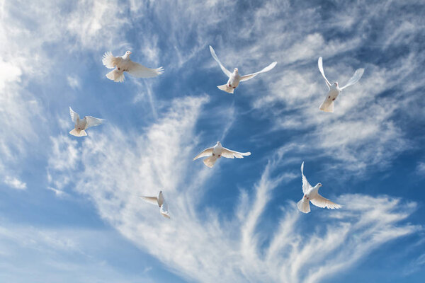 Composition of beautiful white doves in a blue sky. The concept 