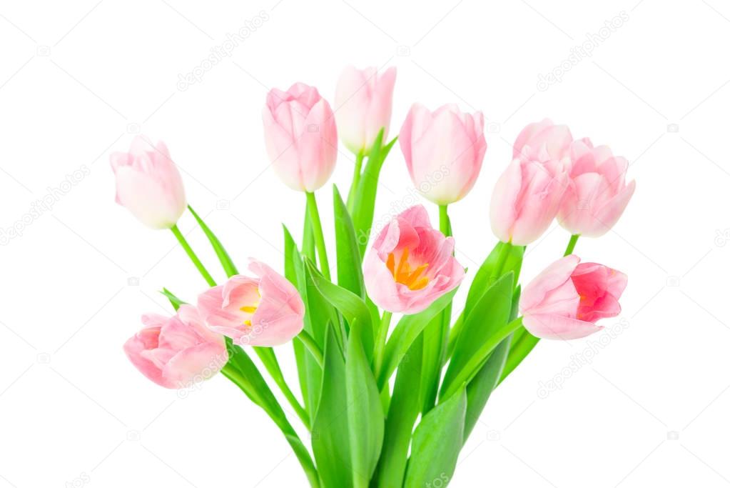 Beautiful Pink tulips flowers in vase isolated on white backgrou