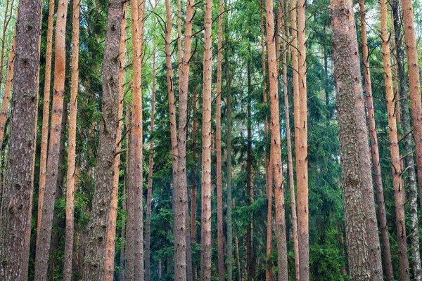 Wilder Kiefernwald an einem Sommertag — Stockfoto
