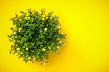 Sarı arka plan üzerinde yukarıdan süs bitki vurdu.
