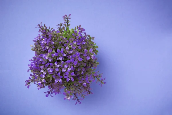 Planta ornamental fotografada de cima sobre fundo azul . — Fotografia de Stock