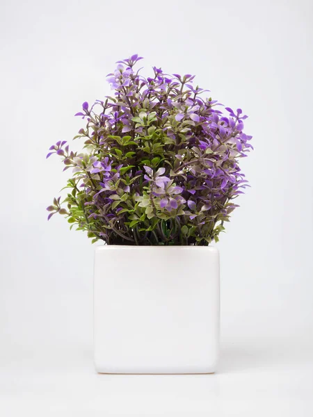 Decoratieve plant met blauwe bloemen geïsoleerd op wit. — Stockfoto