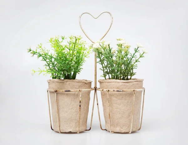 Plantes ornementales dans une tasse en carton isolée sur blanc . — Photo