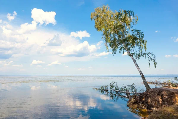 Abedul solitario de pie junto al lago . — Foto de Stock