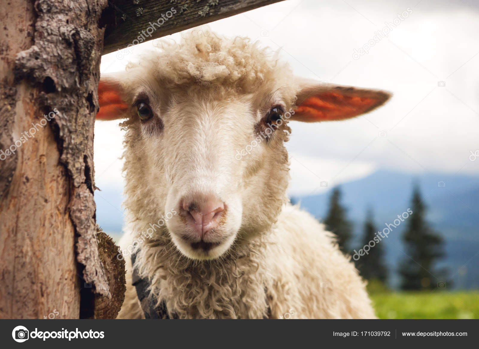 Photo dans le cadre - Un mouton drôle regarde la caméra cadre