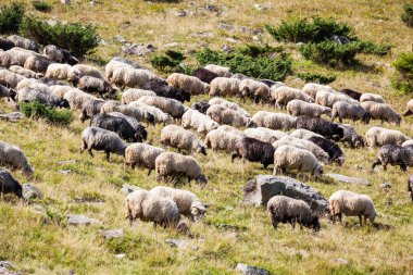 Bir koyun sürüsü..