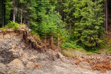 Karpat Dağları günlüğü çam. 