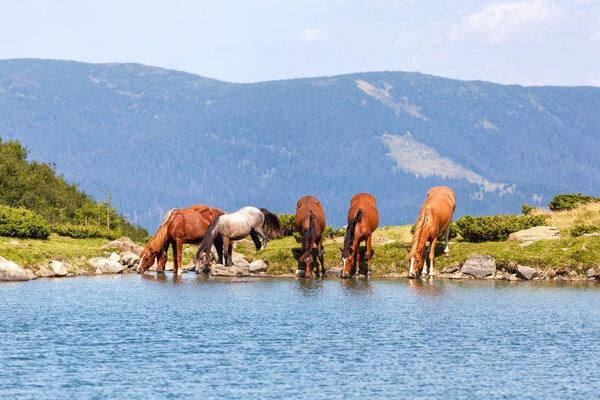 Group of wild horses at the watering place against  Carpathian m