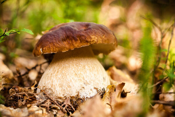 Young Cep or Porcini mushroom.