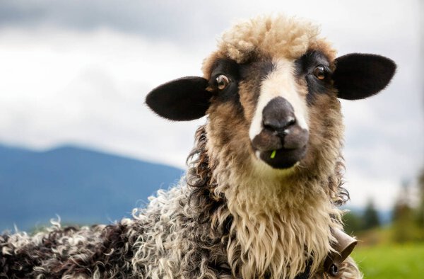 Portrait of funny sheep looking at camera.