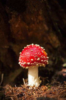 Güzel sinek Agaric mantar.