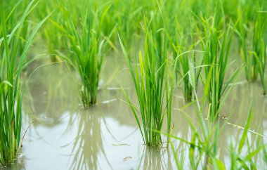 Paddy pirinç tarlası.
