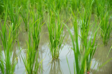 Paddy pirinç tarlası.