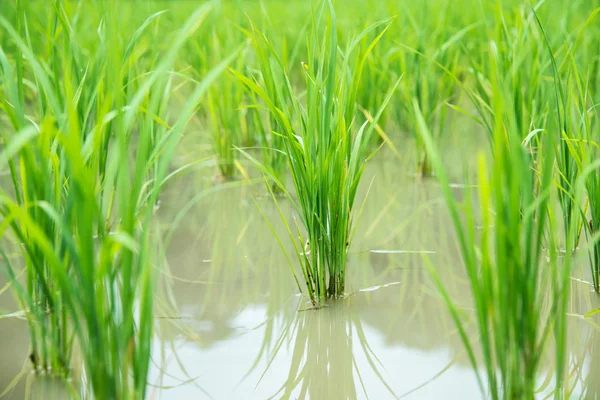 Paddy rice field. — Stock Photo, Image