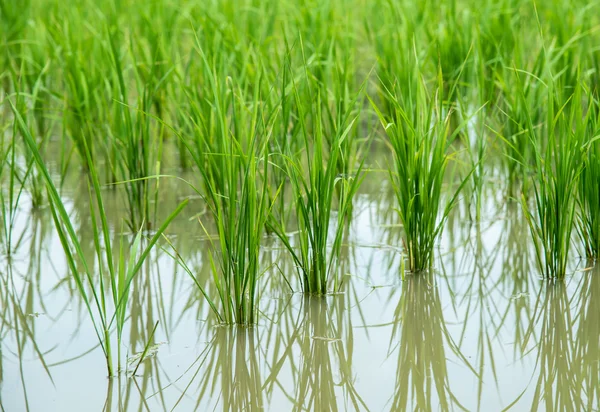 Campo de arroz paddy . — Fotografia de Stock