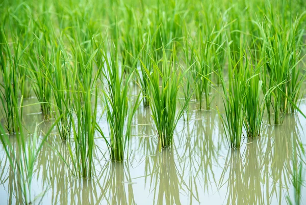 Campo de arroz con arroz . — Foto de Stock