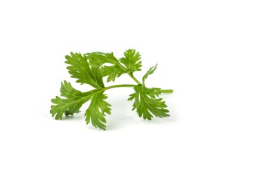 kişniş yaprakları sebze.