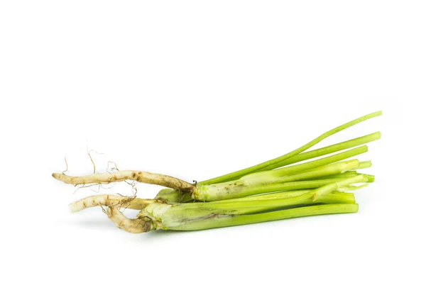 Hojas de cilantro vegetal . — Foto de Stock