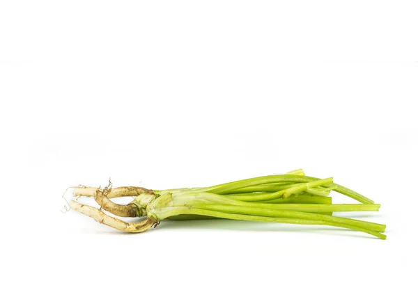 Coriander leaves  vegetable. — Stock Photo, Image