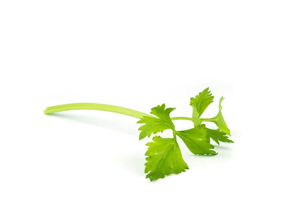 Fresh celery on white . — Stock Photo, Image