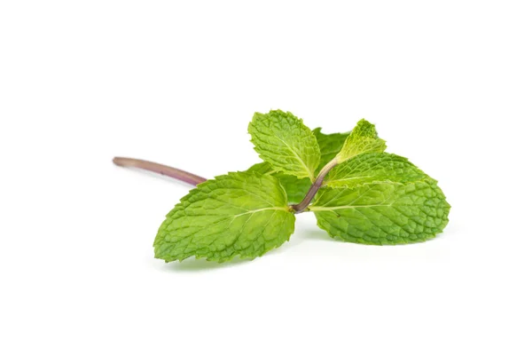 Fresh peppermint  leave. — Stock Photo, Image
