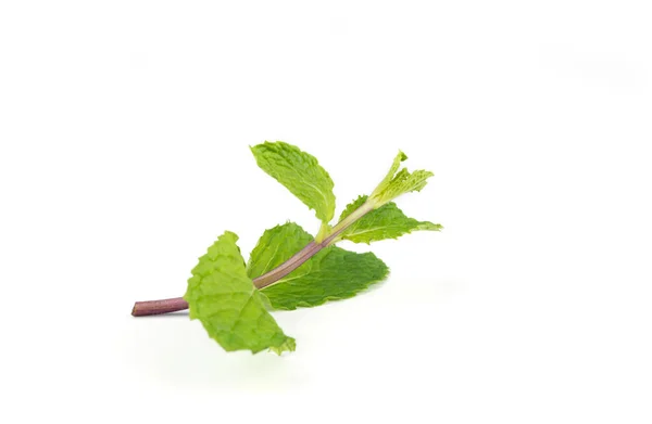 Fresh peppermint  leave. — Stock Photo, Image