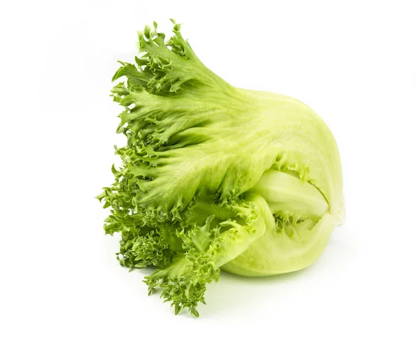 Green oak lettuce organic vegetable. — Stock Photo, Image