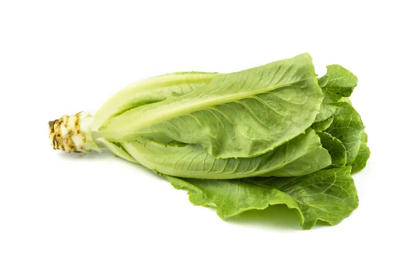 Green oak lettuce organic vegetable. — Stock Photo, Image