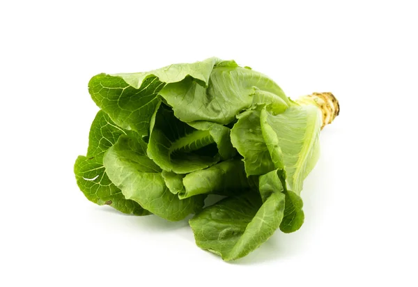 Lechuga de roble verde vegetal ecológico . — Foto de Stock