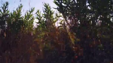 İspanya Pirene Dağları üzerinde gündoğumu