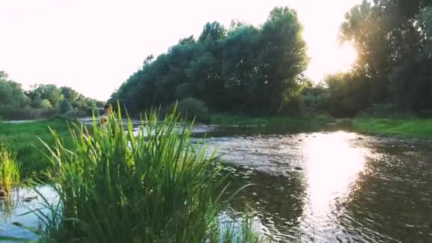 Niños jugando en un río en la naturaleza salvaje — Vídeos de Stock