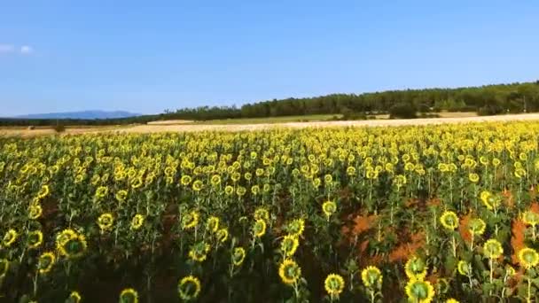 Luftaufnahme eines Feldes mit Sonnenblumen — Stockvideo