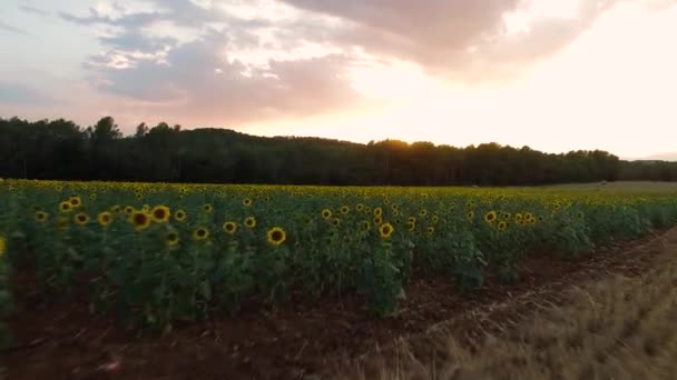 Tiro aéreo de um campo com girassóis — Vídeo de Stock